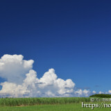 さとうきび畑と入道雲