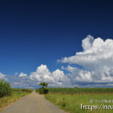 さとうきび畑と入道雲