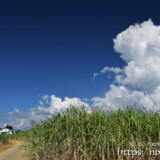 さとうきび畑の入道雲