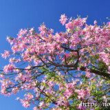 青空に映えるピンクの花-トックリキワタ-