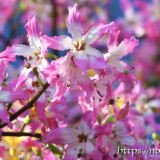 満開のピンクの花-トックリキワタ-