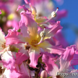 可愛いピンクの花-トックリキワタ-