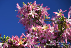 枝いっぱいに咲く花-トックリキワタ-