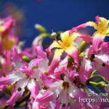 青空に映える満開の花々-トックリキワタ-