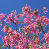 青空に映える満開の花々-トックリキワタ-