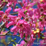 鮮やかな濃いピンク色の花-トックリキワタ-