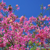 青空と満開の花-トックリキワタ-