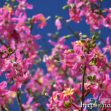 青空と満開の花-トックリキワタ-