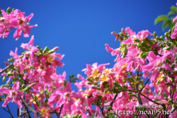 青空と満開の花-トックリキワタ-