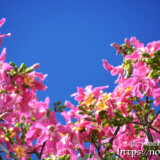 青空と満開の花-トックリキワタ-