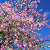 青空と満開の花-トックリキワタ-