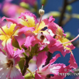 可愛いピンク色の花-トックリキワタ-