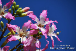 青空に映えるピンクの花-トックリキワタ-