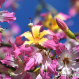 青空に映えるピンクの花-トックリキワタ-