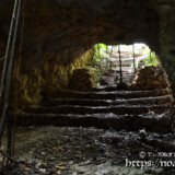 洞窟に根を下ろしたガジュマル-牧山陣地壕