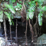 ガジュマルの根が垂れ下がる入り口-牧山陣地壕