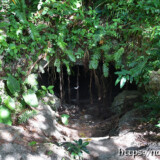 植物に覆われた小さな入り口-牧山陣地壕