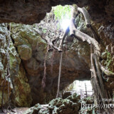 洞窟の出口に根を張るガジュマル-牧山陣地壕