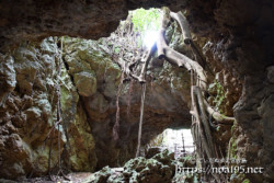 洞窟の出口に根を張るガジュマル-牧山陣地壕