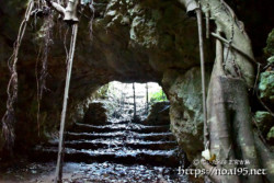 洞窟に根を下ろしたガジュマル-牧山陣地壕