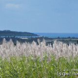 輝くサトウキビの穂