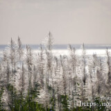 銀色のサトウキビの穂