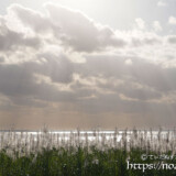 サトウキビの穂と天使の梯子