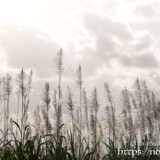 銀色のサトウキビの穂