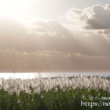 サトウキビの穂と天使の梯子