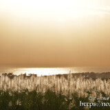 金色に輝くサトウキビの穂