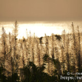 金色に輝くサトウキビの穂
