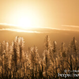 赤く染まるサトウキビの穂