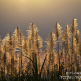 赤く染まるサトウキビの穂