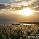 夕日に染まるサトウキビの穂