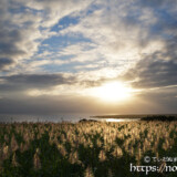 輝くサトウキビの穂