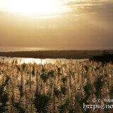 夕日に輝くサトウキビの穂