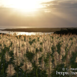 夕日に輝くサトウキビの穂