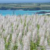 さとうきびの穂と青い海