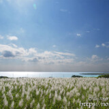 穂の出揃ったサトウキビ畑と青い海