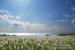 穂の出揃ったサトウキビ畑と青い海