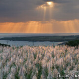 サトウキビの穂と天使の梯子