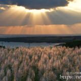 サトウキビの穂を照らす天使の梯子