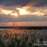 夕日に赤く染まるサトウキビの穂