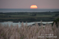サトウキビの穂と水平線に沈む夕日