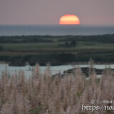 サトウキビの穂と水平線に沈む夕日