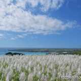 サトウキビの穂と青い海