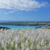 サトウキビの穂と青い海