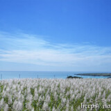 穂が出揃った冬のサトウキビ畑