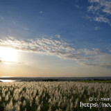 輝くサトウキビの穂