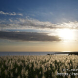 輝くサトウキビの穂